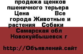 продажа щенков пшеничного терьера › Цена ­ 35 000 - Все города Животные и растения » Собаки   . Самарская обл.,Новокуйбышевск г.